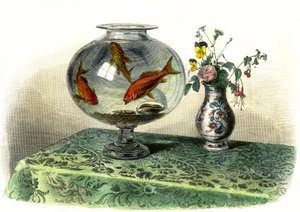 Le Cyprin Dore (Cyprinus Auratus) - Plate Extracted from Histoire Naturelle by Bernard Germain de Lacepede