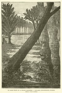 The Giant Trees of the Carboniferous Period by French School