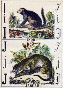Letter I Indri (Lemur); J Jaguar. Engraving in 