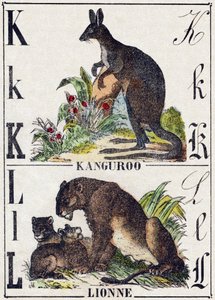 Letter K Kangaroo; L Lioness. Engraving in 