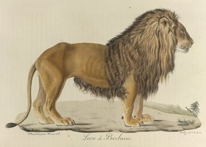 Barbary Lion, from Histoire Naturelle des Mammifères