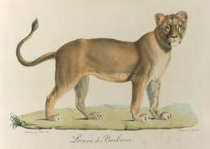 Barbary Lioness, from Histoire Naturelle des Mammifères