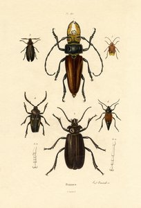 Long-horned Beetles by French School
