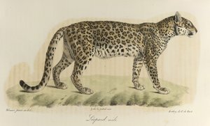 Male Leopard, from Histoire Naturelle des Mammifères