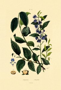 Lotus Plum by French School