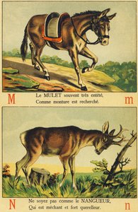 M as Mulet and N as Nangueur by French School
