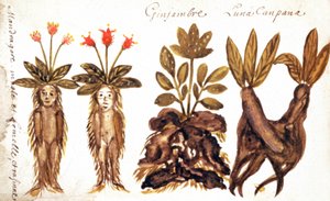 Mandrake, Ginger, Luna Campana