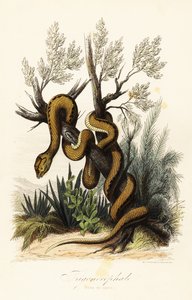Martinique Pit Viper