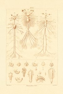 Metamorphosis by French School