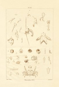 Metamorphosis by French School