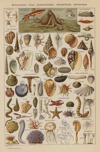 Mollusks, Worms, Echinoderms, Coelenterates, Infusoria by French School