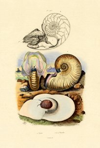 Moon Snail by French School