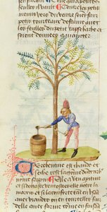 Collecting Turpentine, from Grand Herbier by Pedanius Dioscorides by French School