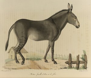 Hybrid (Donkey and Zebra), from Histoire Naturelle des Mammifères