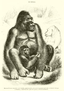 Natural History Museum, The Gorilla (engraving) by French School