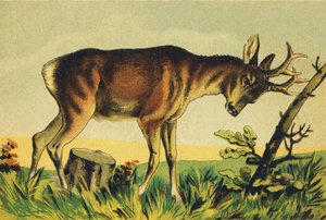 N Nangueur (vulgar name of the Lama antelope) by French School