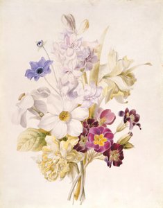 Narcissus and other Flowers