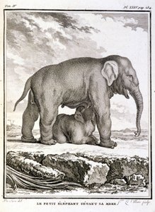 Natural History Plate: The Little Elephant Taunting Her Mother - in 