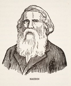 Naudin by French School