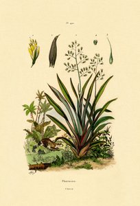 New Zealand Flax by French School