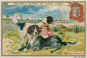 Newfoundland Dogs