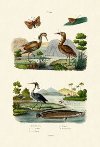 Night Heron by French School