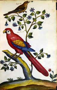 Nightingale and Parrot