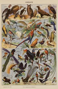 Oiseaux by French School