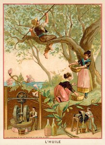 Olive Oil by French School