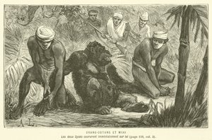 Orangutan and Mias (engraving) by French School