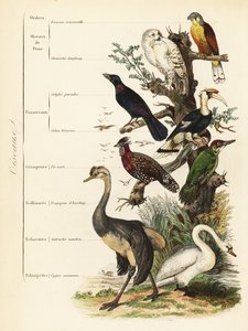 Orders of Birds