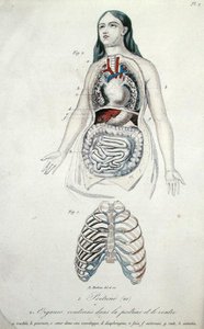 Organs in the chest and stomach, from 