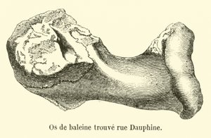 Whale Bones Found on Rue Dauphine by French School