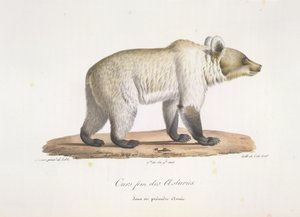 Female Spanish Brown Bear, from Histoire Naturelle des Mammifères by French School