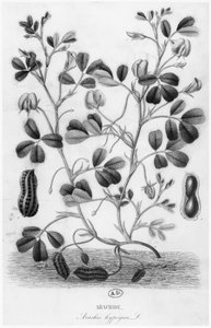 Peanut (Arachis hypogaea)