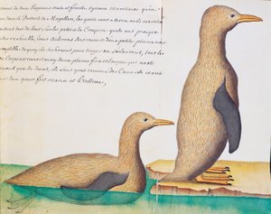 Penguins, Strait of Magellan