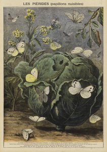 Pieridae (harmful butterflies)