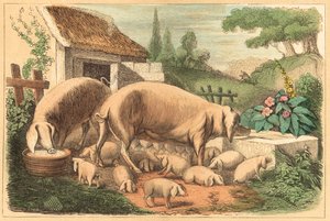 Pig