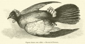 Chinese Pigeon with Whistle (engraving)