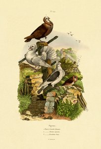Pigeons by French School