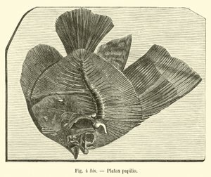 Platax Papilio by French School