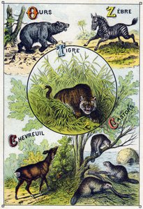 Plate 2: Bear, Zebra, Tiger, Deer, Beavers. Engraving in 