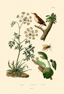 Poison Hemlock by French School