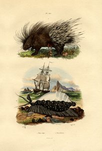 Porcupine