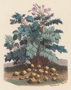 Potato plant