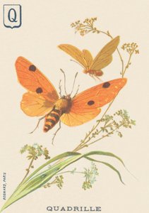 Quadrille (Lithosia quadra or Lithosie quadrille) by French School