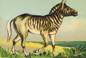 Q as Quagga (or Couagga, Zebra Subspecies Dyed in 1883) by French School