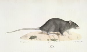 Rat, from Histoire Naturelle des Mammifères