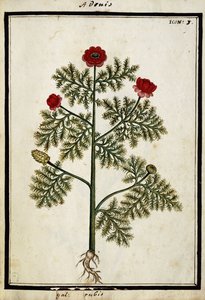 Red Adonis, c.1700