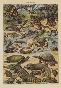 Reptiles